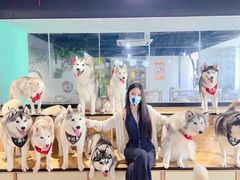 -Husky Go! 哈士奇体验馆·宠物咖啡厅狗咖