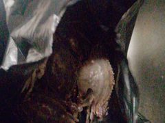 -岳各庄批发市场(西四环中路店)