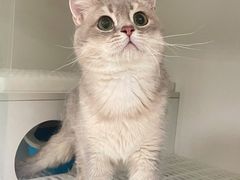 -lincat·猫舍(广州店)