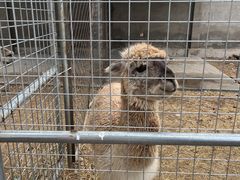 -意大利农场度假村