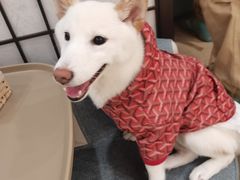 -逗柴咖啡屋·狗咖猫咖宠物桌游