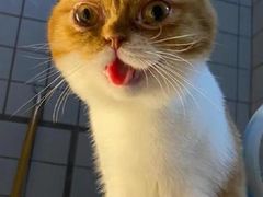 -瑞派宠物医院(搏威敦和院)