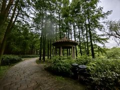 -上海共青森林公园