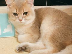 -安安宠医·安宠宠物医院