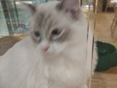 -藏猫猫咖啡主题馆(中央大道店)