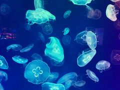 -成都浩海立方海洋公园