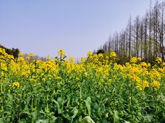 -前小桔亲子创意农场·草莓采摘·露营烧烤