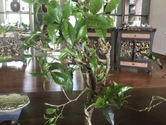 -大可堂普洱茶馆(襄阳南路馆)