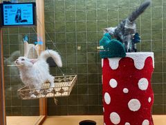 -帕帕拉兹宠物(亚洲旗舰店)