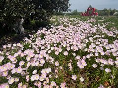 -西京湾花海