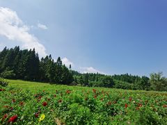 -武陵山森林公园