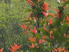 -广州白江湖森林公园