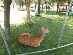 -北京鹿世界主题园