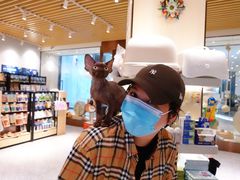 -momokira米努特·德文卷毛猫·棉花面纱犬