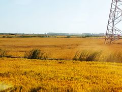 -泗洪洪泽湖湿地景区