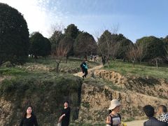 -新建村梅花