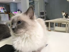 -喵的天空名猫咖啡馆·撸猫·猫舍·用品