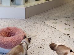 -喵喵咪呀布偶猫咖(春熙路店)