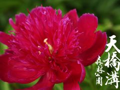 DSC06320-丹东天桥沟景区