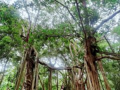 -中国科学院西双版纳热带植物园