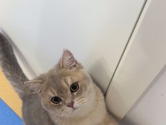 -天使宠物医院·犬猫分诊(彩虹店)