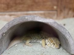 -上海大自然野生昆虫馆(东方明珠·爬宠昆虫探索中心)