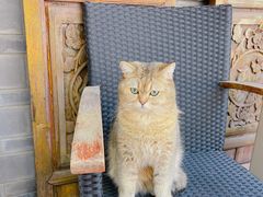 -喵屿·大理花园猫咖