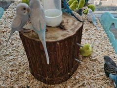 -怪兽屋·羊驼·猫咖·狗咖(俊华广场店)