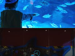 -海合安成都极地海洋公园