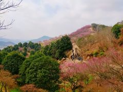 -新建村梅花