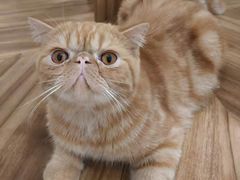 -飞行喵MR PILOT|猫舍·猫咖(静安大融城店)