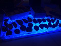 华尔道夫酒店廊吧-LONG BAR 廊吧(外滩华尔道夫酒店)