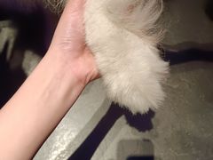-杨氏青龙虾·羊蝎子(金盛路总店)