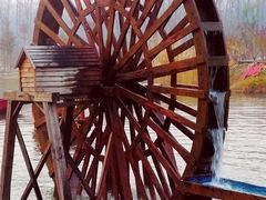 -合肥滨湖国家森林公园