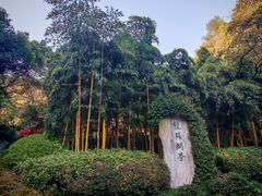 -十八棵（老龙井）御茶园(老龙井店)