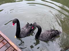 -千岛湖东南湖区