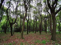 -蜀冈西峰生态公园