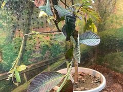 -上海大自然野生昆虫馆(东方明珠·爬宠昆虫探索中心)
