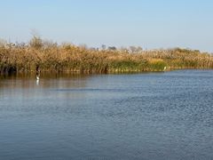 -盐城丹顶鹤湿地生态旅游区