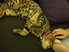 猫色咖啡-猫色咖啡·猫咖