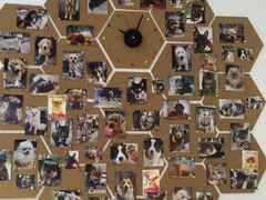 -1013 PET SHOP 宠物商店(近铁城市广场店)