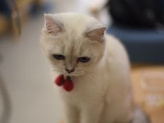 -鼓捣猫呢主题猫咖店