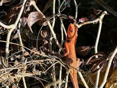 -海南热带雨林国家公园吊罗山景区
