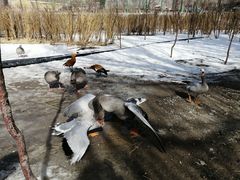 -新疆天山野生动物园