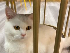 -BABIT巴比特宠物(MOMOPARK店)