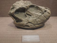 -自贡恐龙博物馆