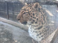 -石家庄市动物园