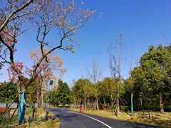 -南汇新城城市公园