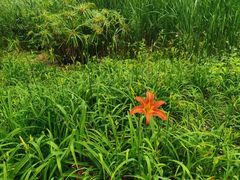 -昆山城市生态森林公园