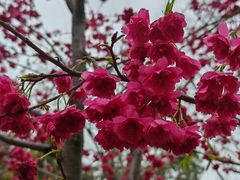 -顾村公园